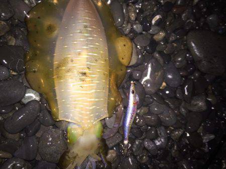 石津浜ではアオリイカ、湾内ではタコ多数とコ…